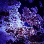 ONIRIQUE 028